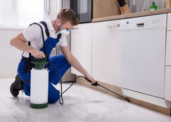 Choosing the Best Pest Control Services in Melbourne: Factors to Consider