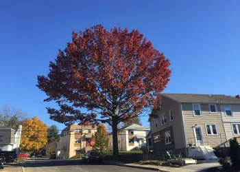 The Importance of Deadwooding: Enhancing Tree Health and Safety in Werribee