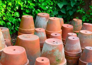 Soil To Soul: The Essence Of Plant Containers