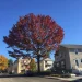 The Importance of Deadwooding: Enhancing Tree Health and Safety in Werribee